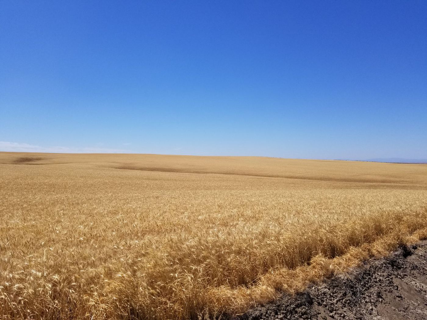 A golden wheat field stretching to the horizon under a clear sky