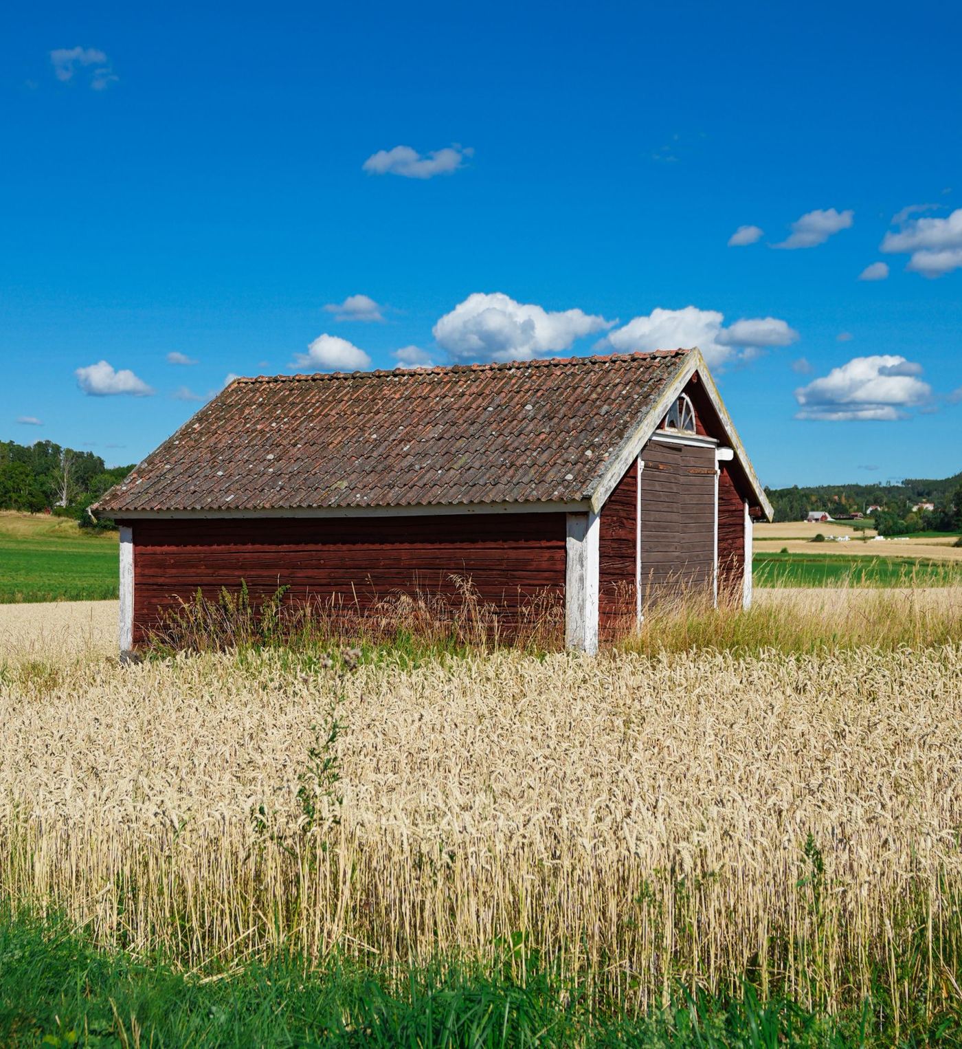 A red barn at the edge of a ripening wheat field under a summer sky